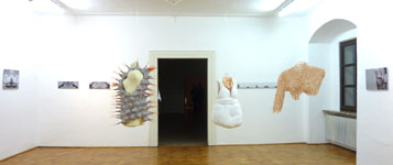 in Häute schlüpfen Wels Forum Galerie